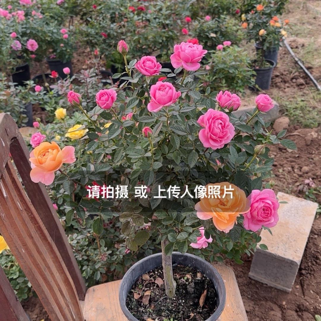 绿园花圃