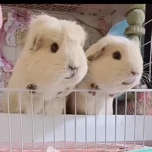 肉团子家养萌猪