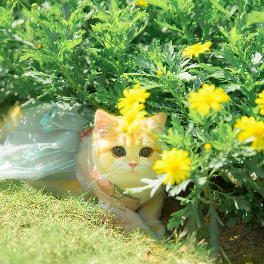 桃源新手