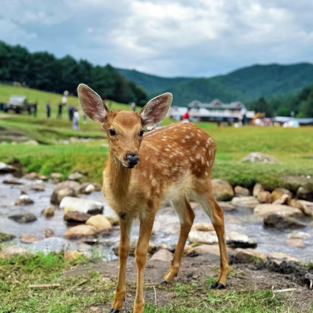 锦鲤