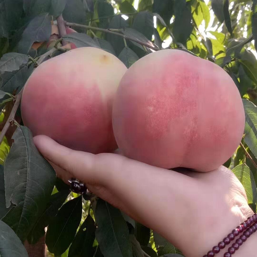 绿农果蔬