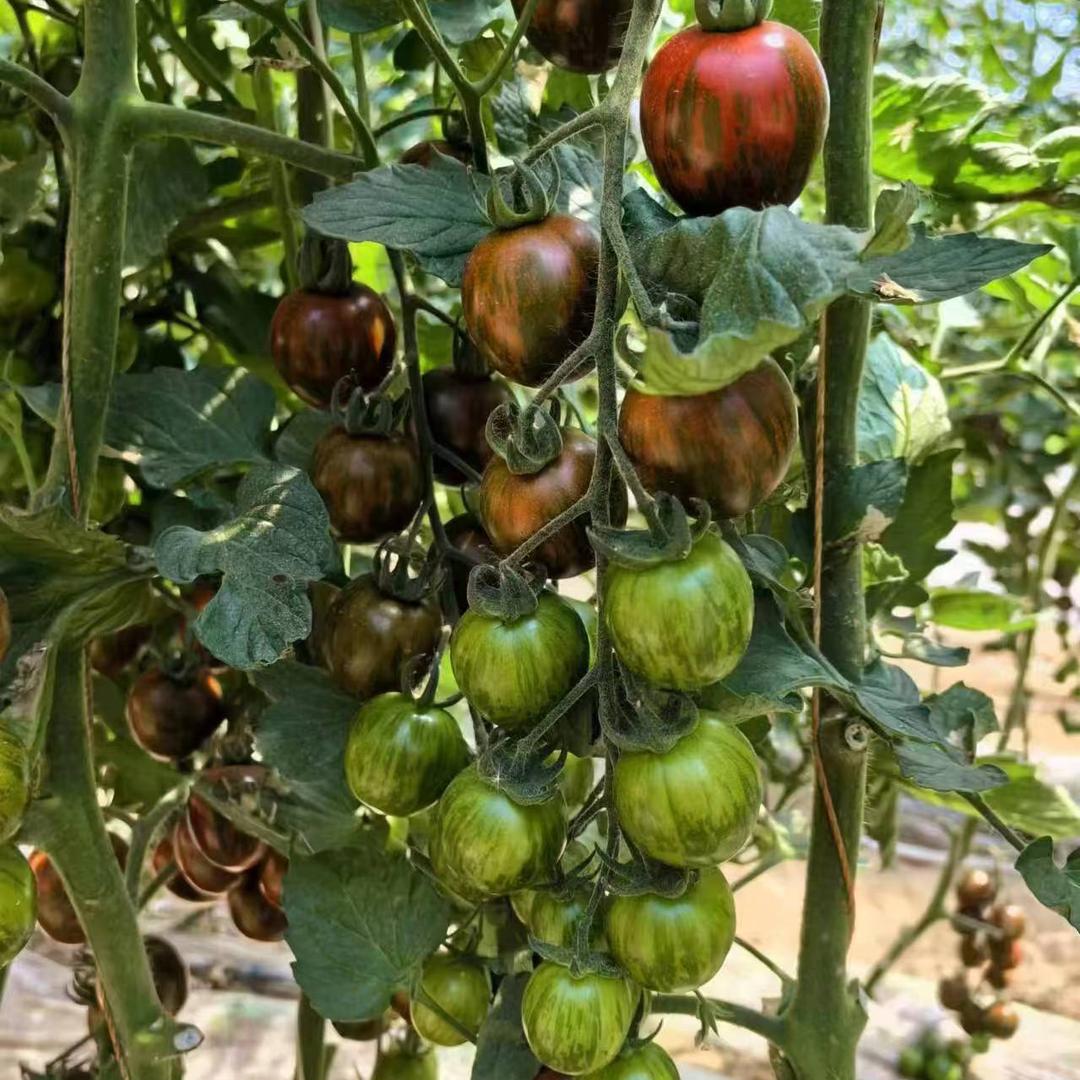 泾阳水果番茄西红柿