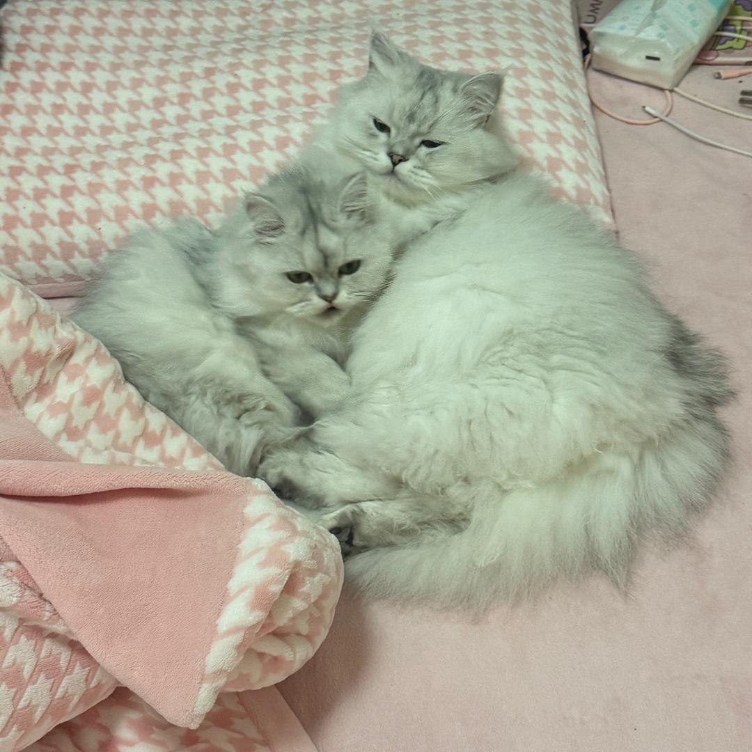 阳光果粒陈.🍊（互粉）