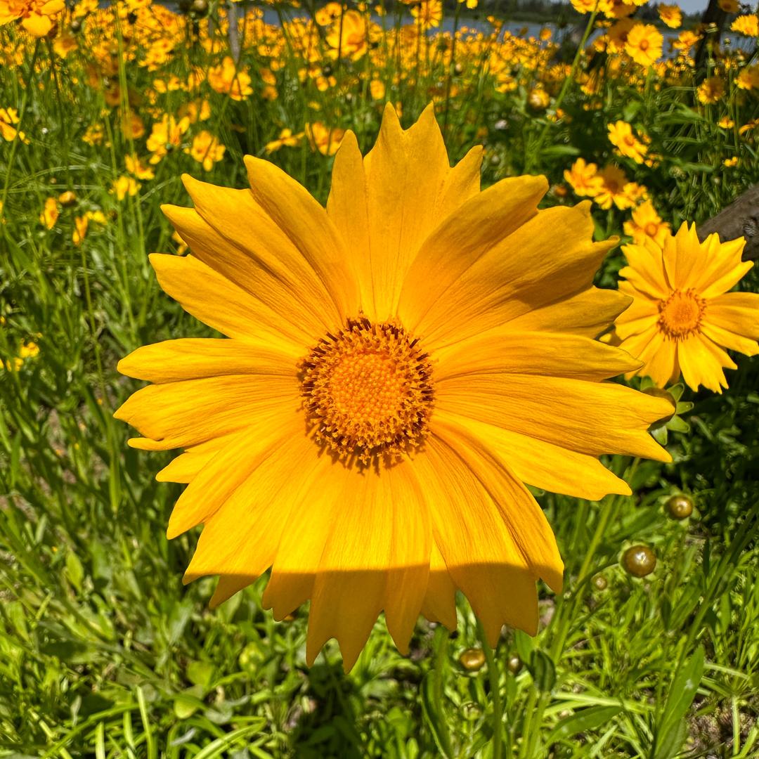 湖北翎航旅游客运招募司机一田经理