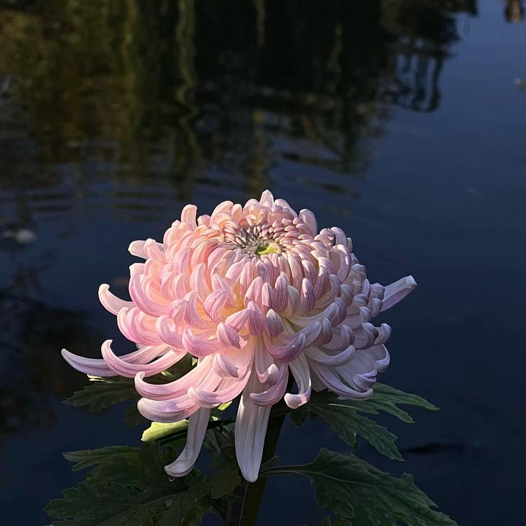 悠悠我思