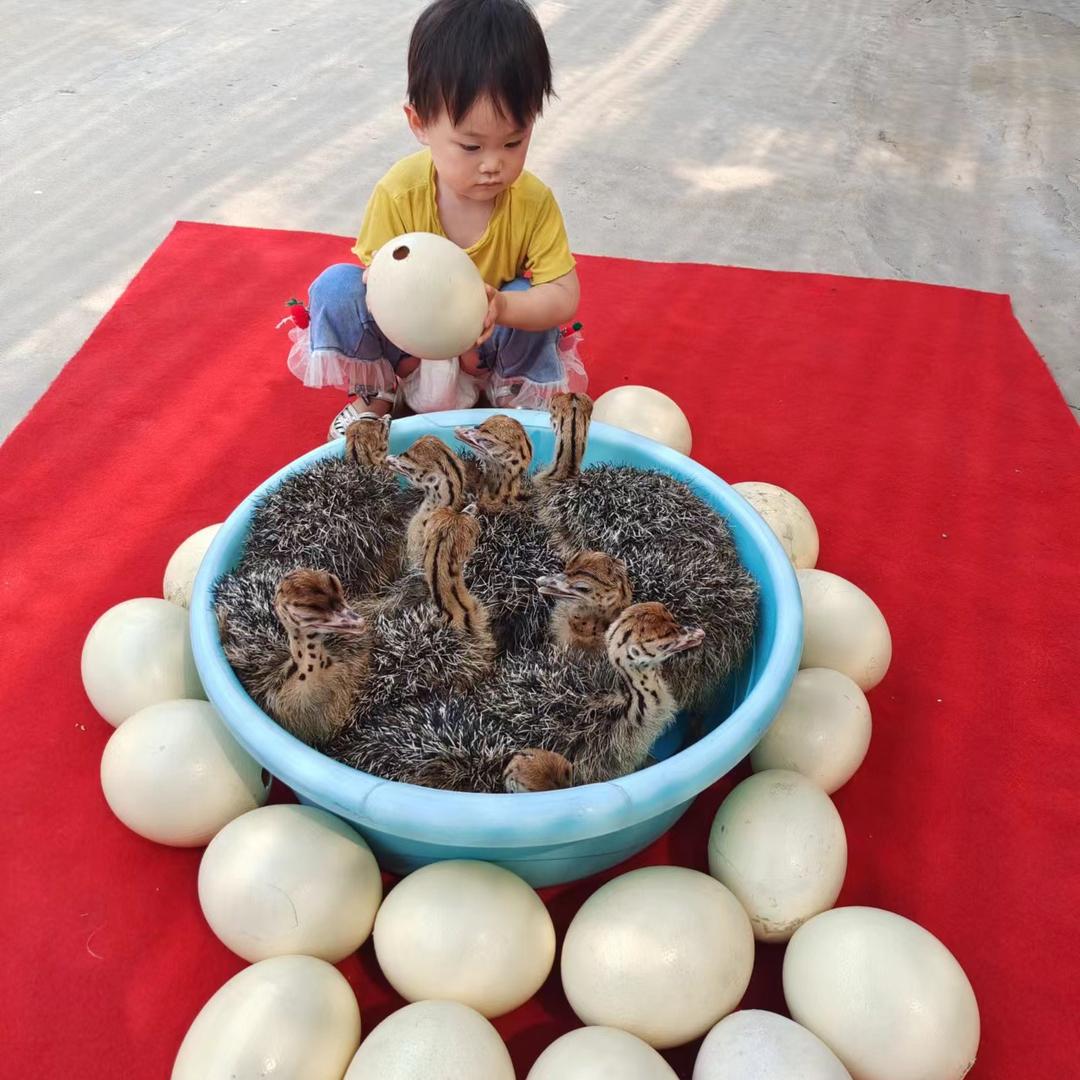 广森鸵鸟孔雀养殖