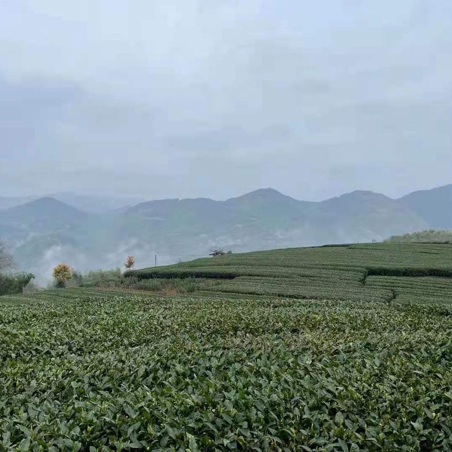 社恐茶人