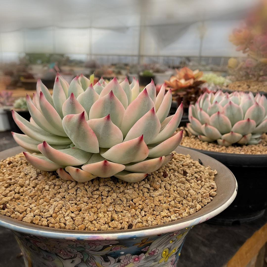 锦小匠花卉园艺