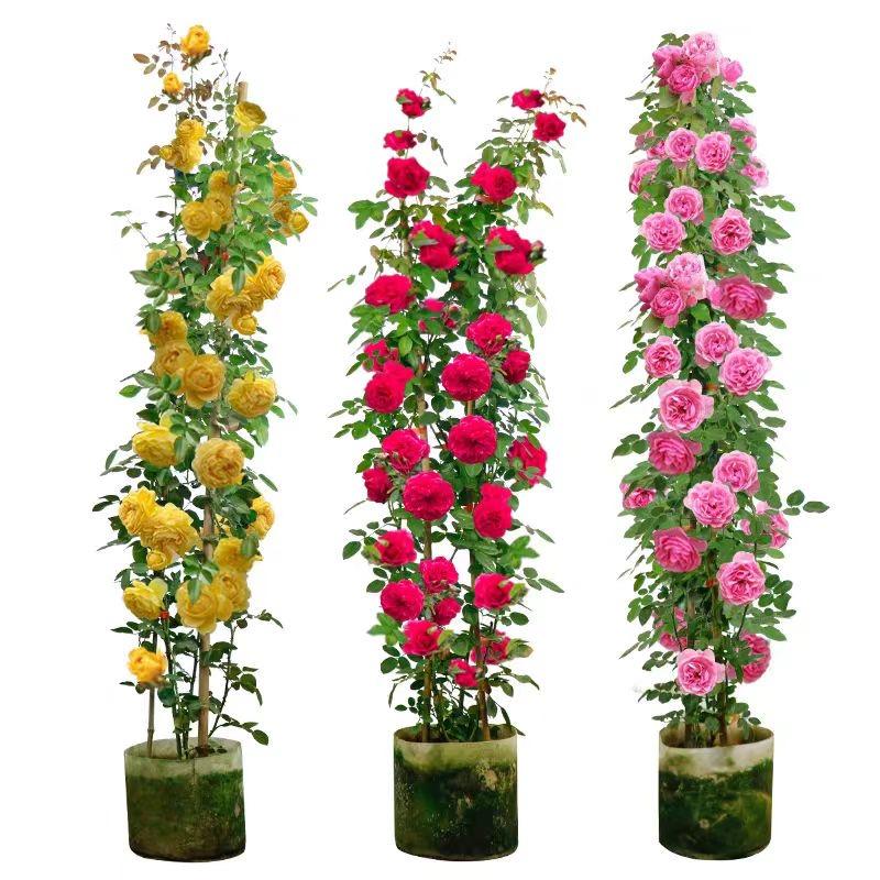 陈盼花卉园艺场