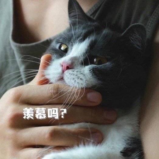 胖兔.