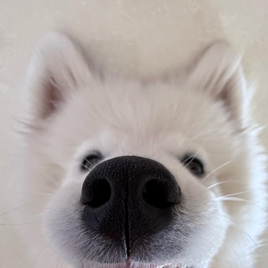 🎏