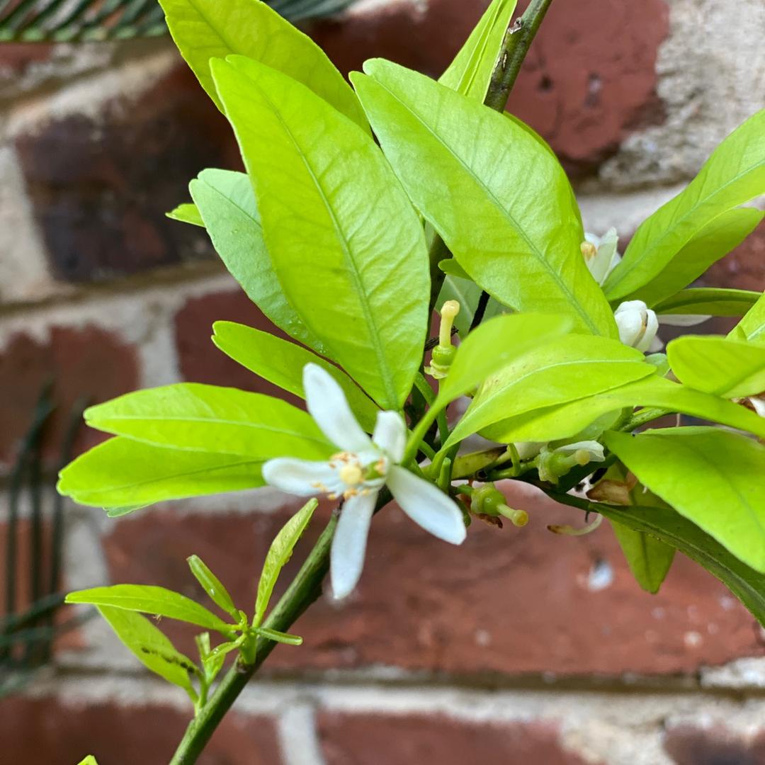 🌼境随❤️心转🌼