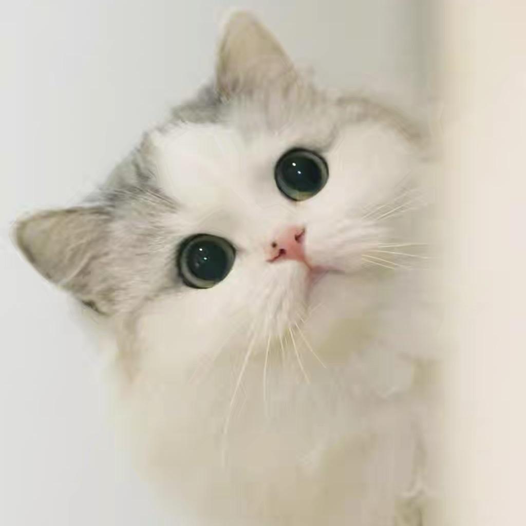 大健康小馋猫