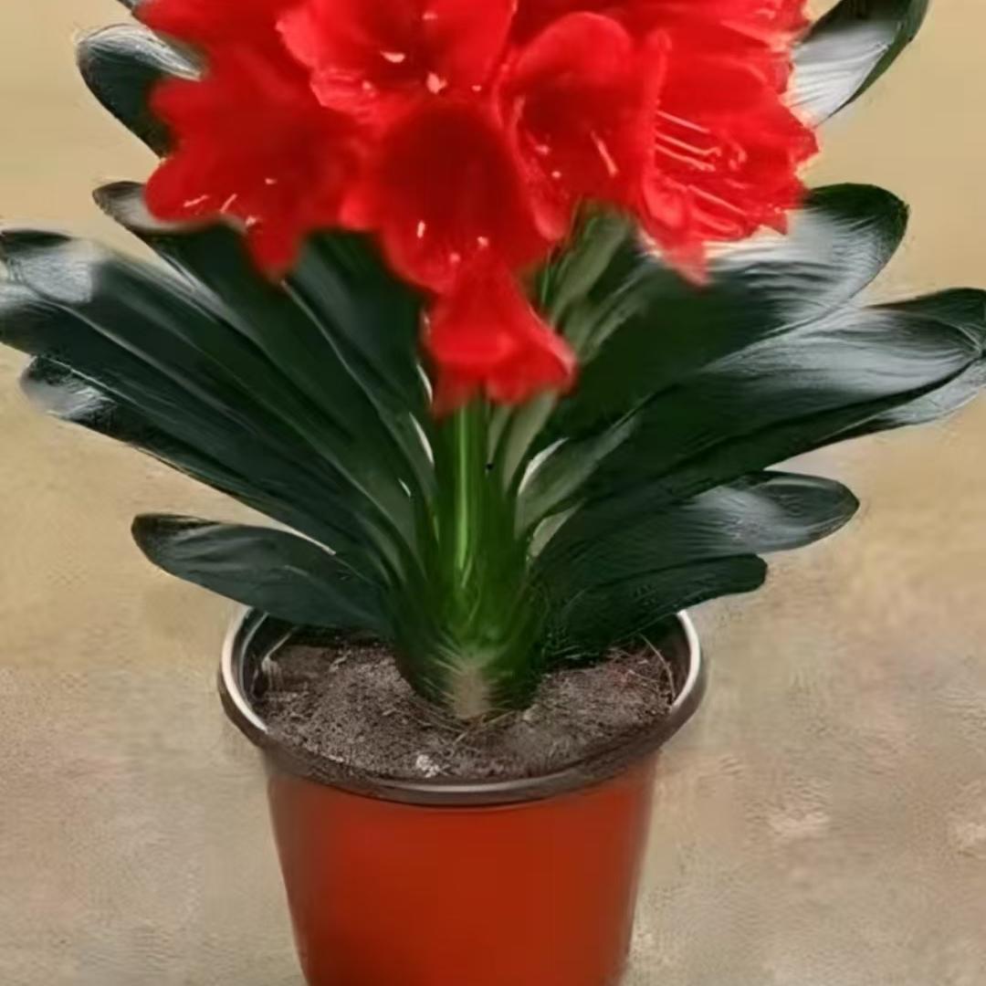美景花木场