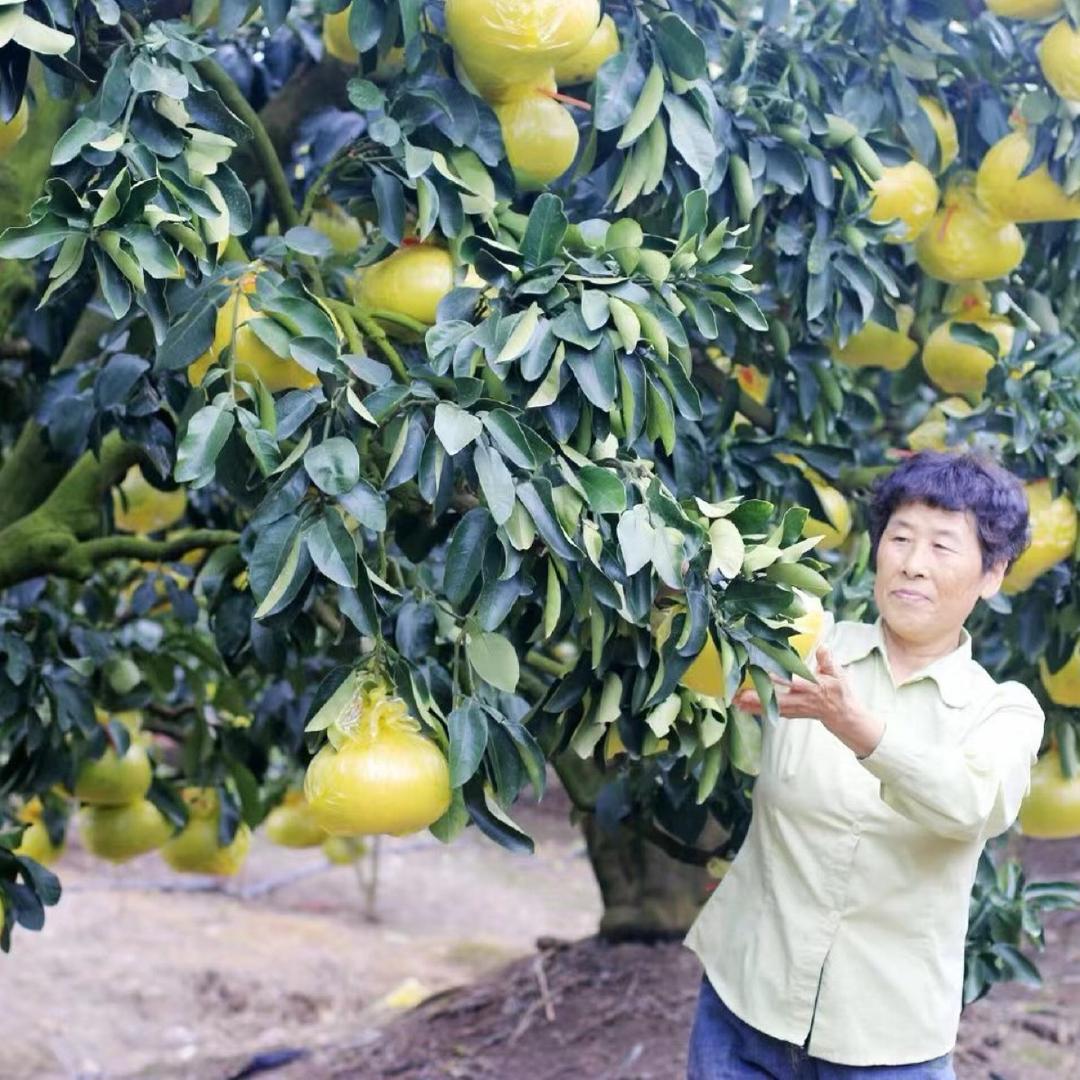 夏飞玉环文旦自产自销