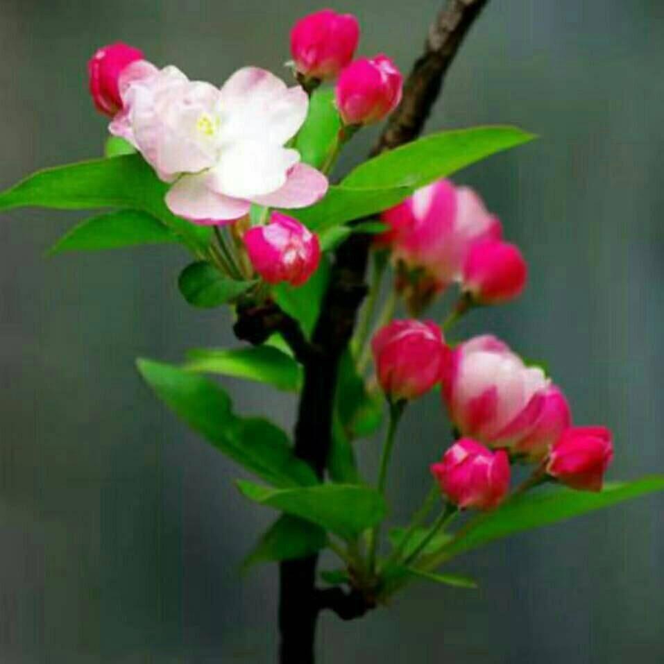 三月桃花