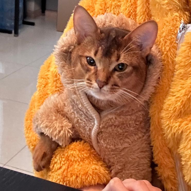 熊🐱🐱🐱