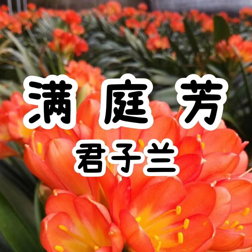 满庭芳君子兰彩兰