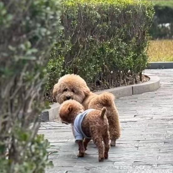 丢丢和泡泡
