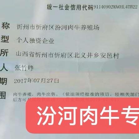 山西汾河肉牛张竹峰