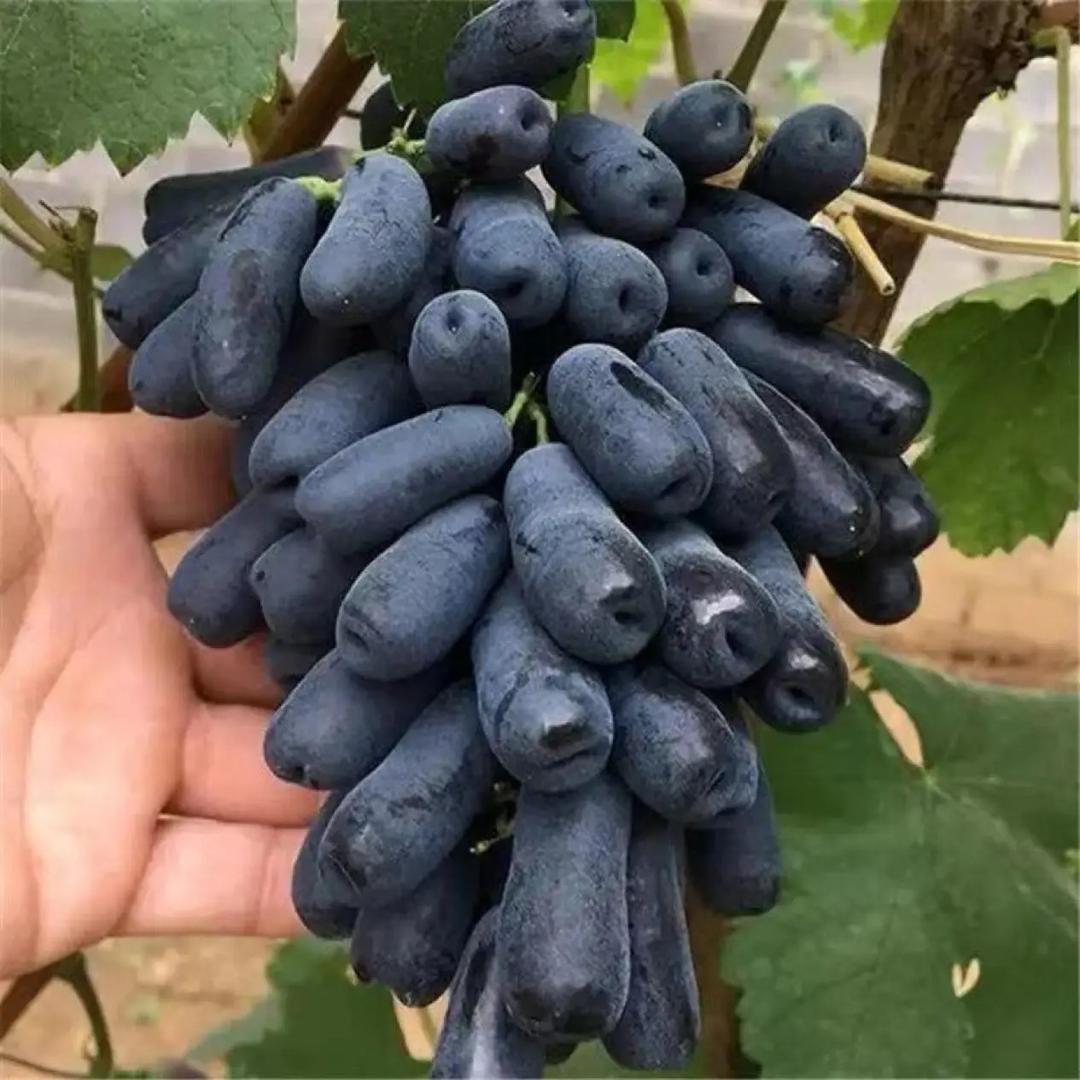 葆蒙祥源鲜花专卖店
