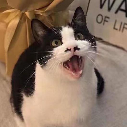 北北家有十只猫