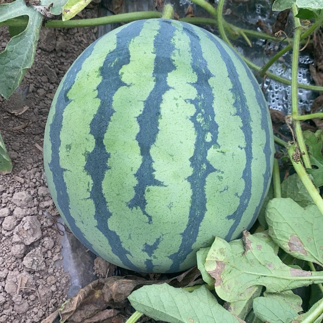 ♥️蜂蜜麒麟♥️