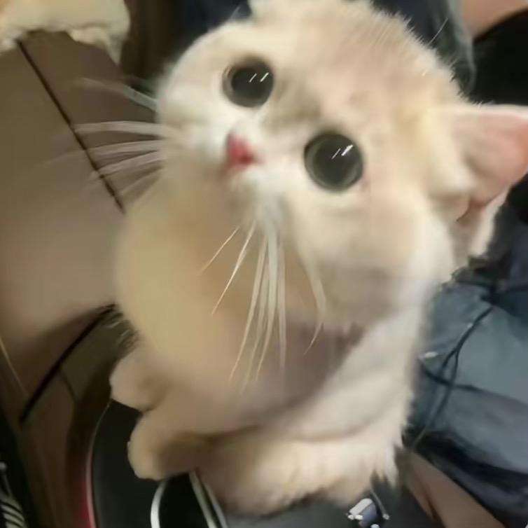 KiKi