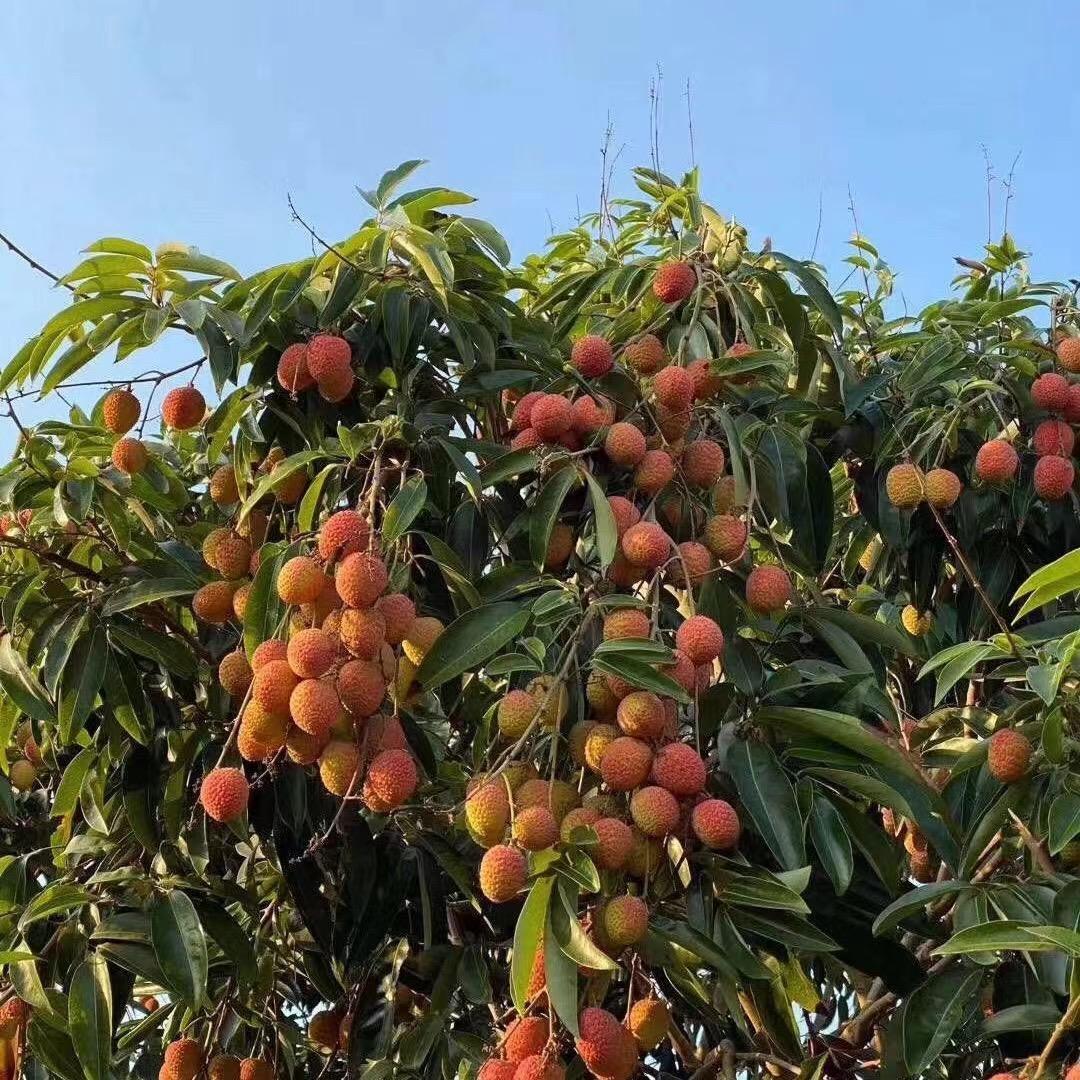 水果圈gai溜子生鲜