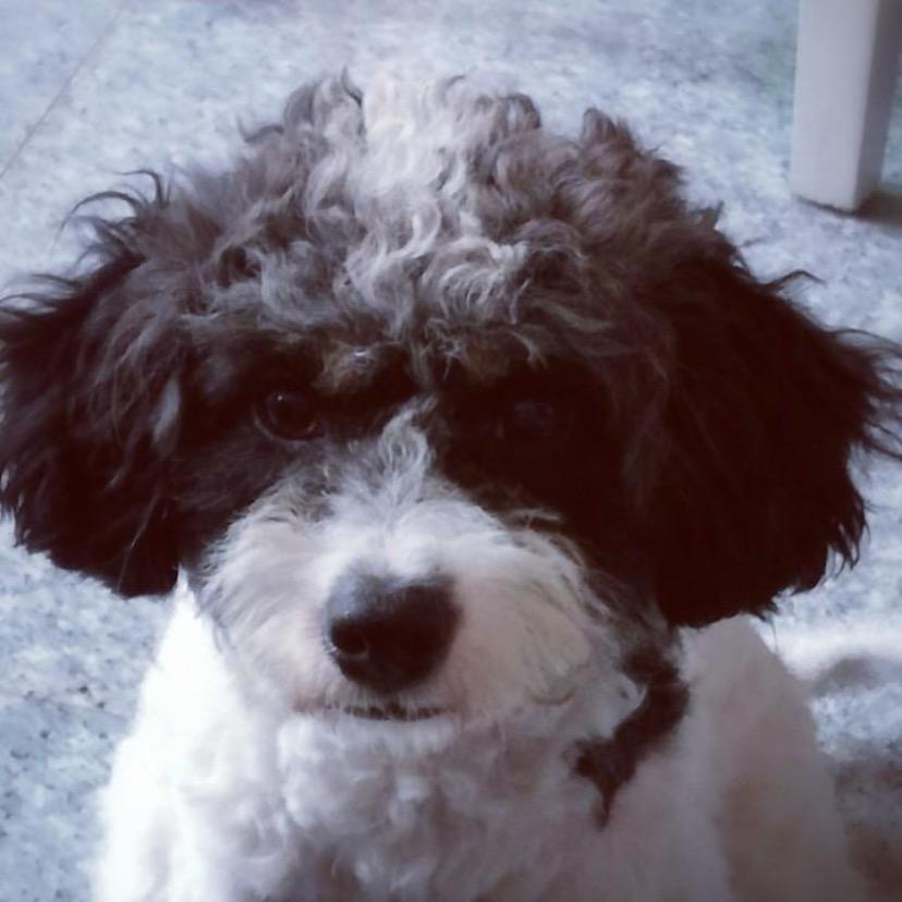 二狗子麻麻