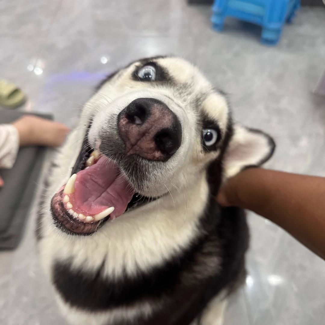 丢了小白的小小白