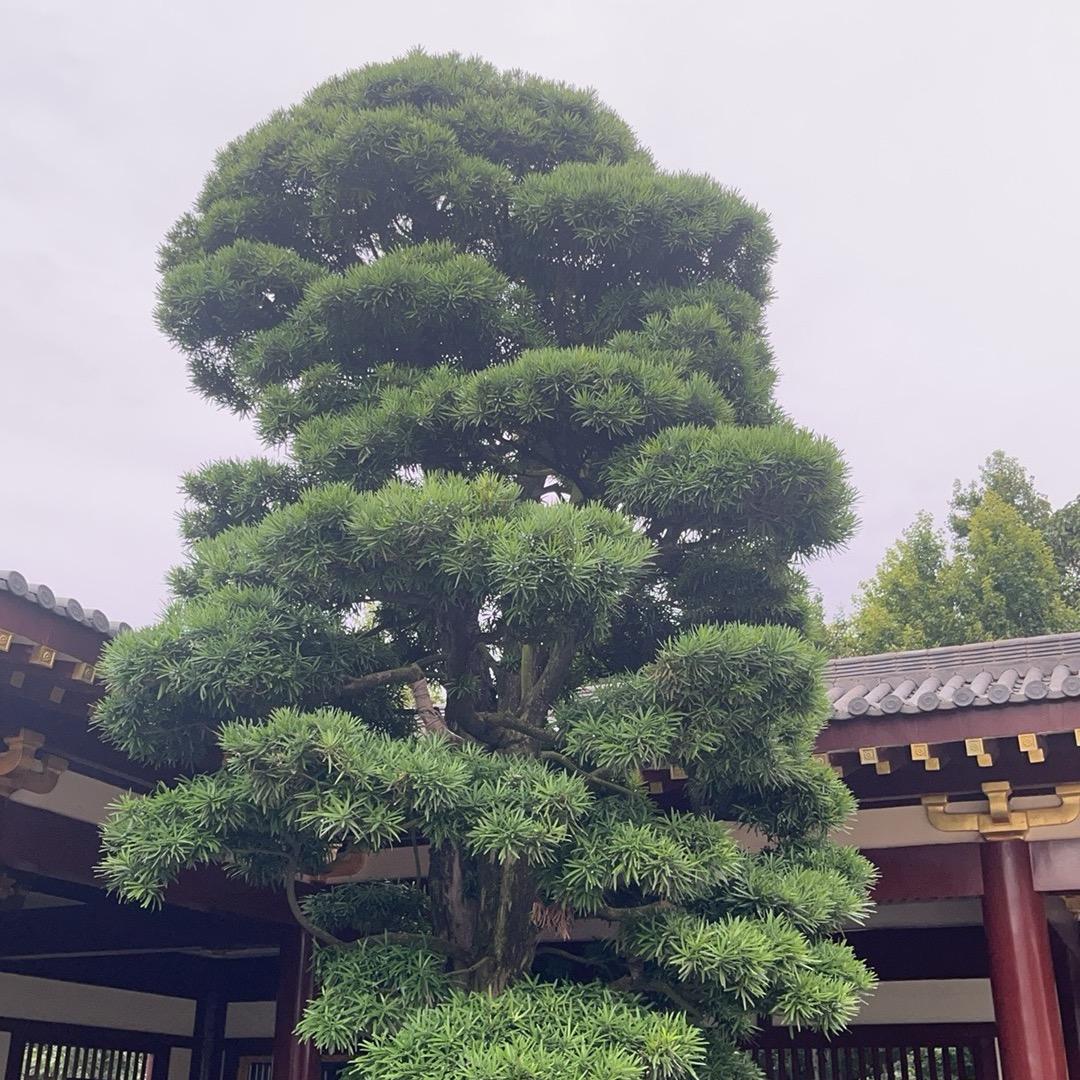 小黄鱼1339