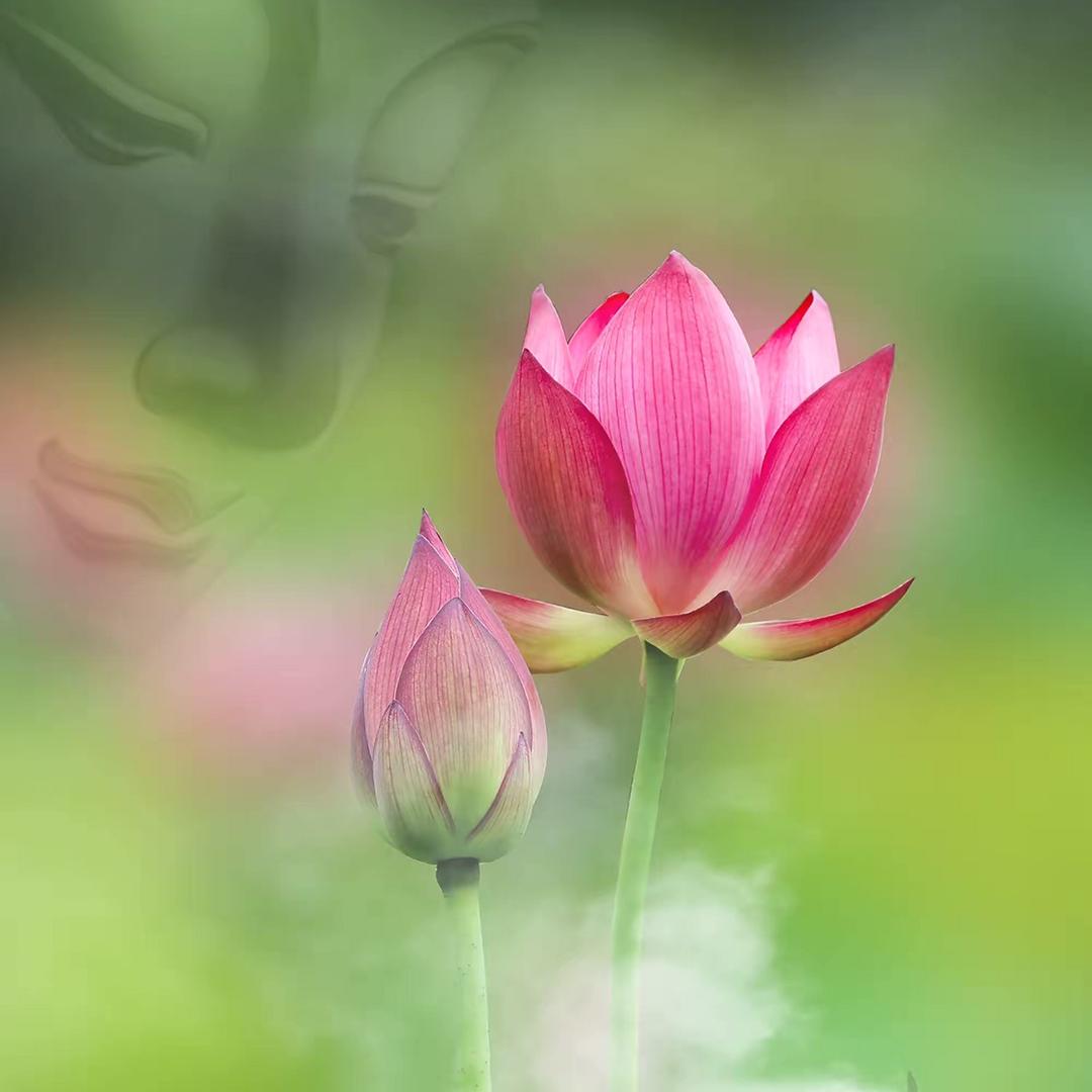 皓月禅心