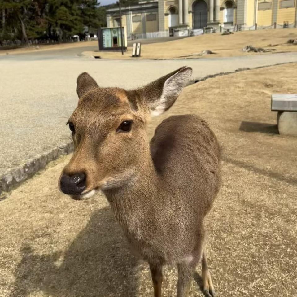 🦌