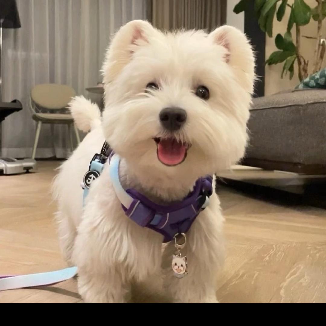 浙江亿只西高地之家直播号2