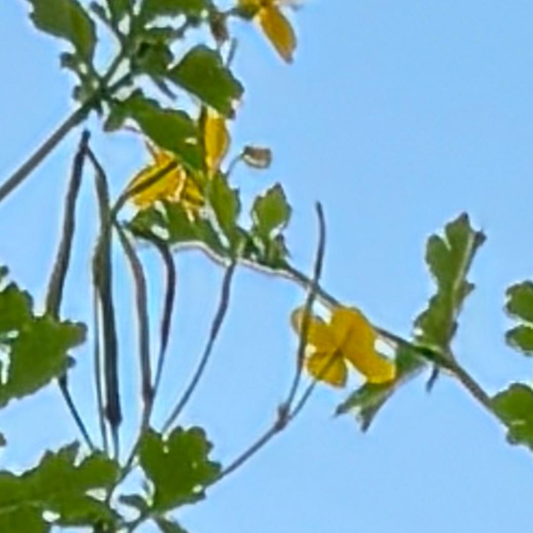 夏荷