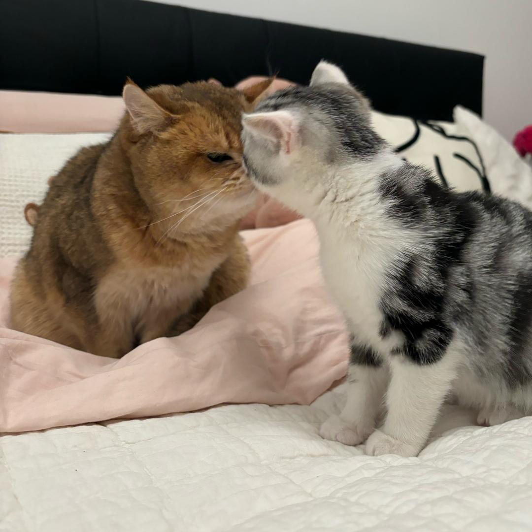猪油萌心