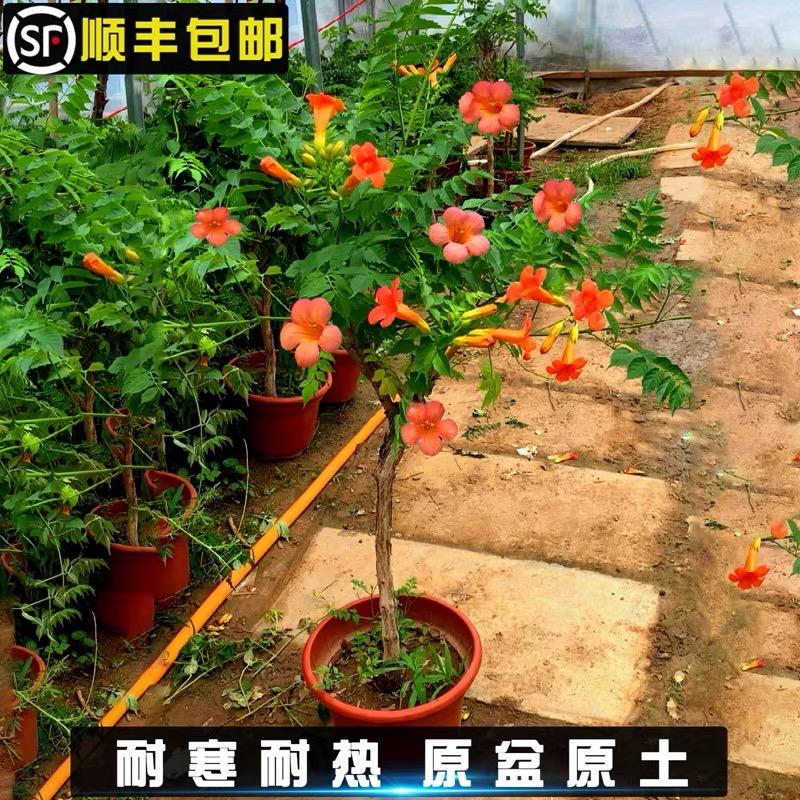 花匠阿呆