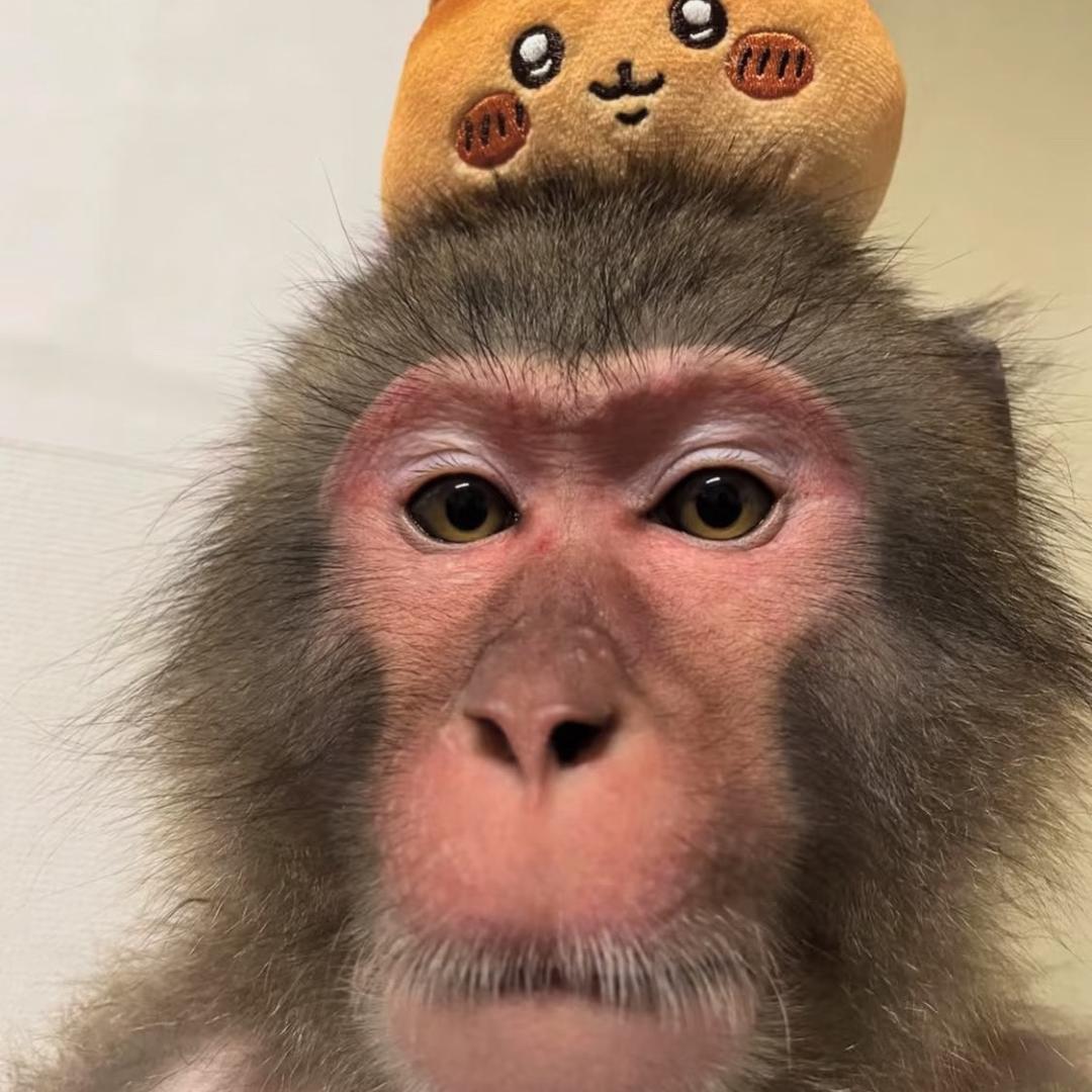 菠萝怪🍍