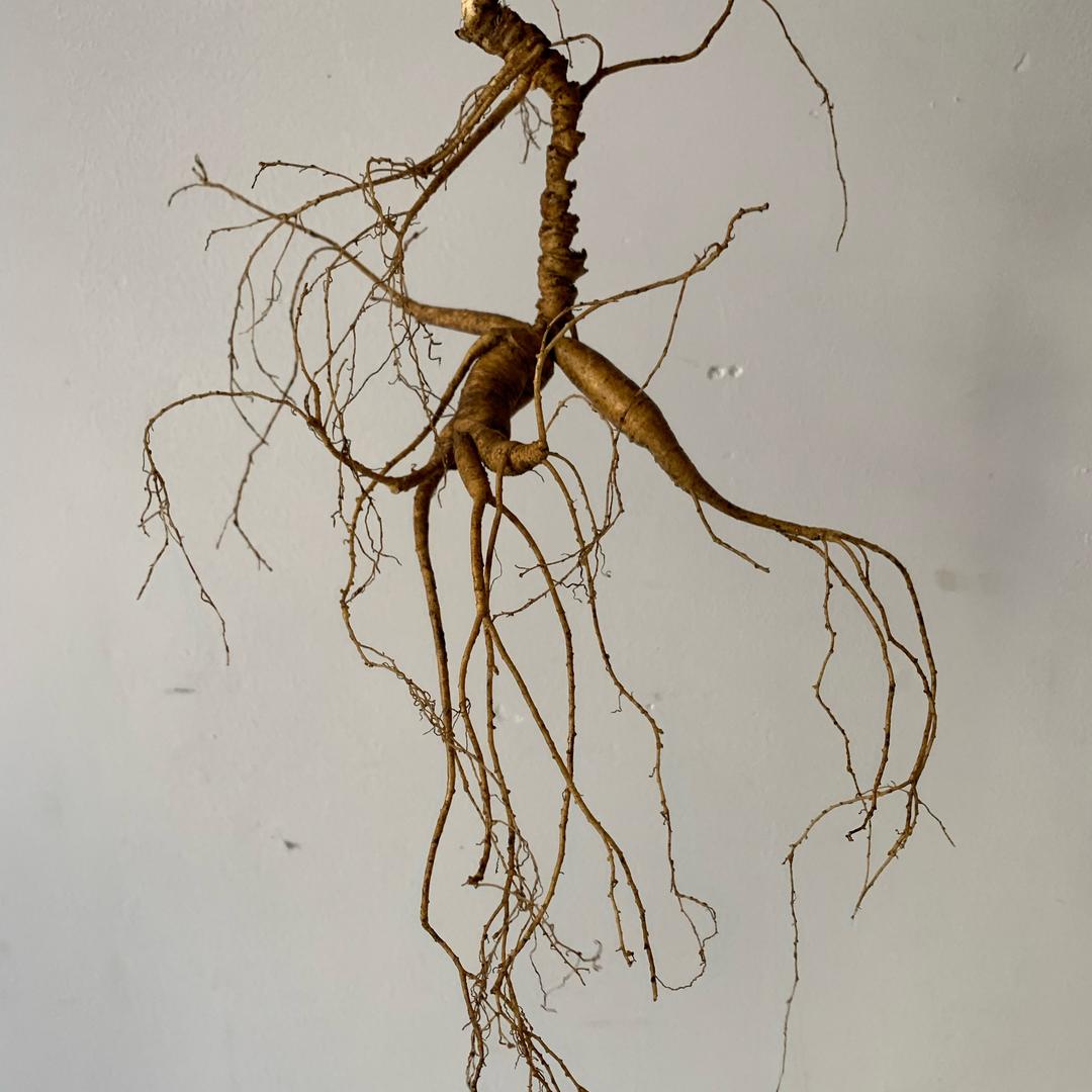 王小丽特产龙华彤祺商务工作室