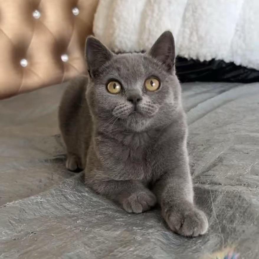 俊含爱猫