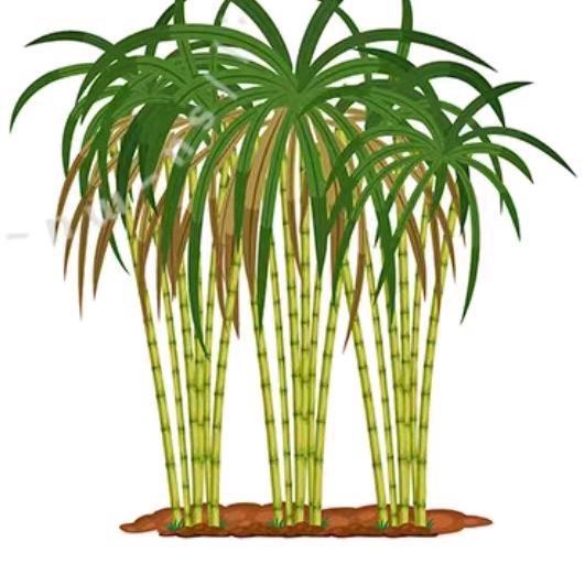 长安区小江村甘蔗小杨（长安馨兰家庭农场）