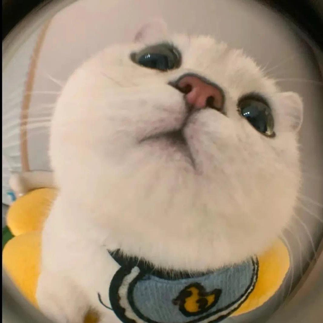 贝贝是个贪吃喵