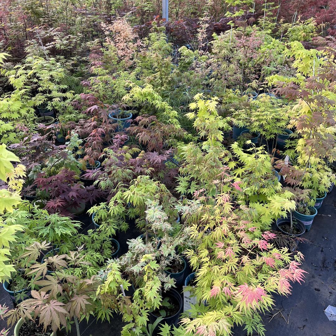 枫树盆栽基地 苏之硕园林