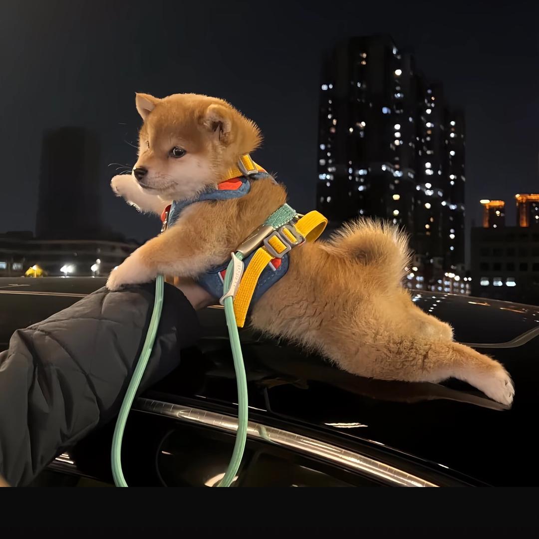 方周周.