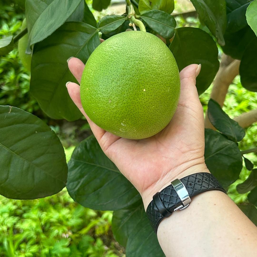 🍀浅笑安然🌱