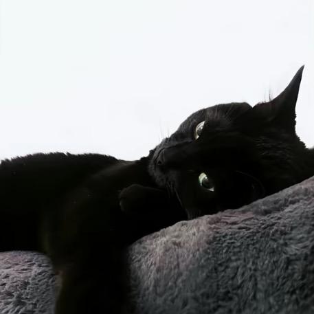 星路文化传媒  石头