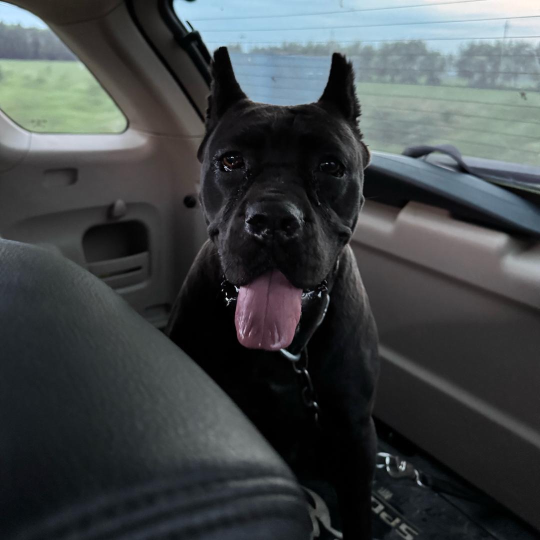 A小卡是个卡斯罗（有幼犬）