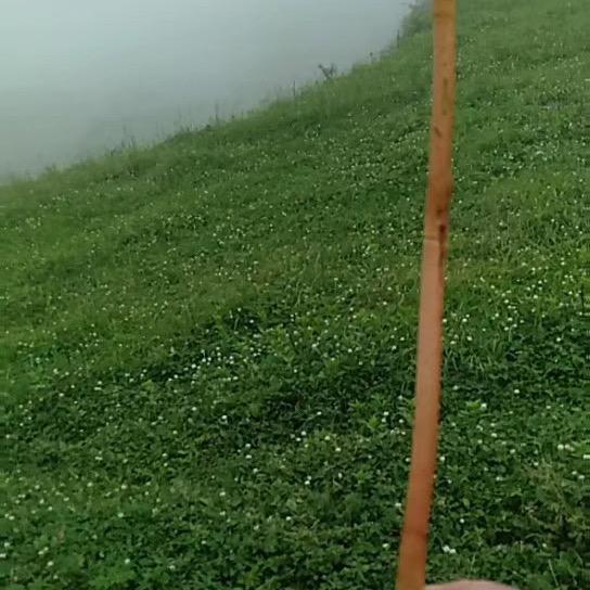 傻Y头