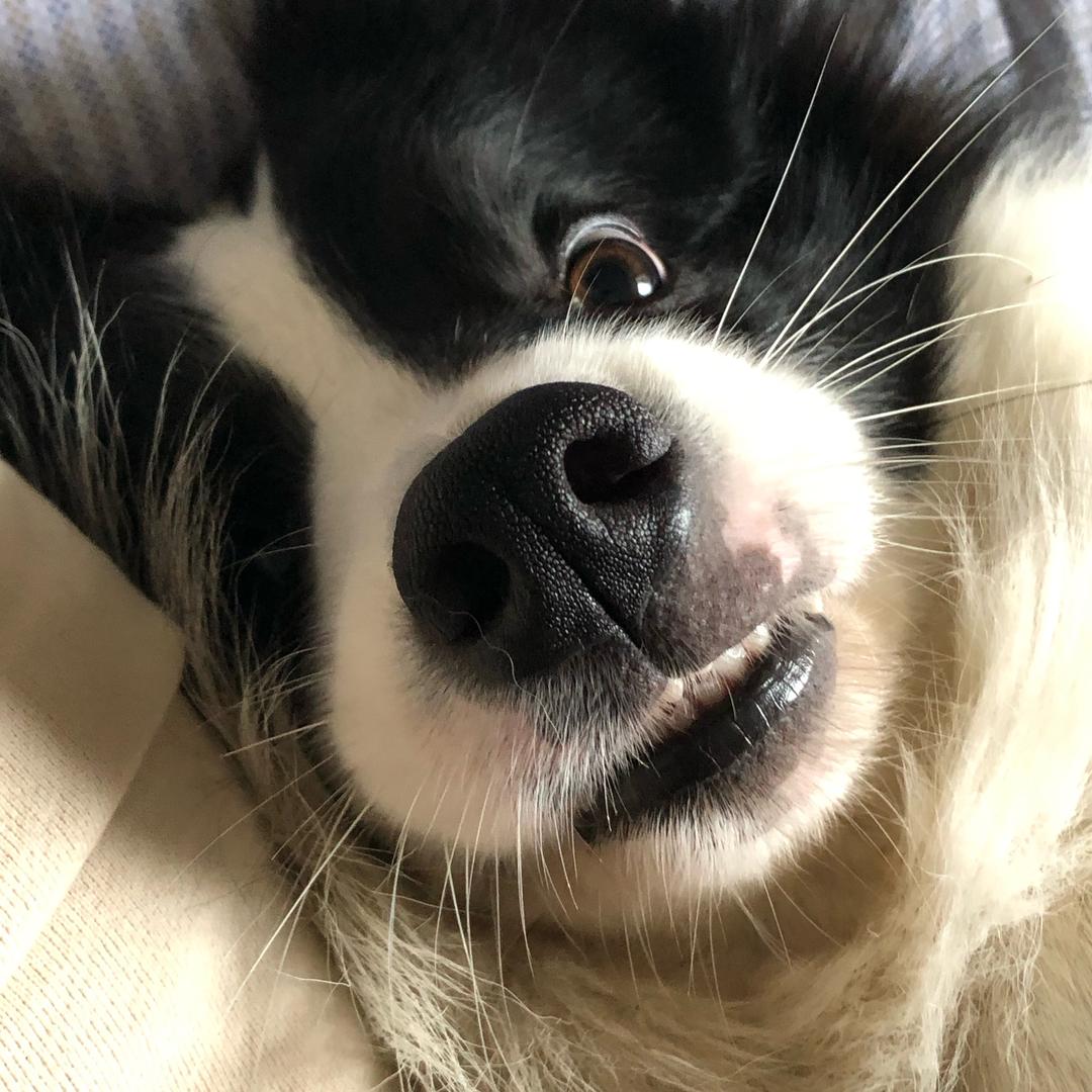 竹晚秋
